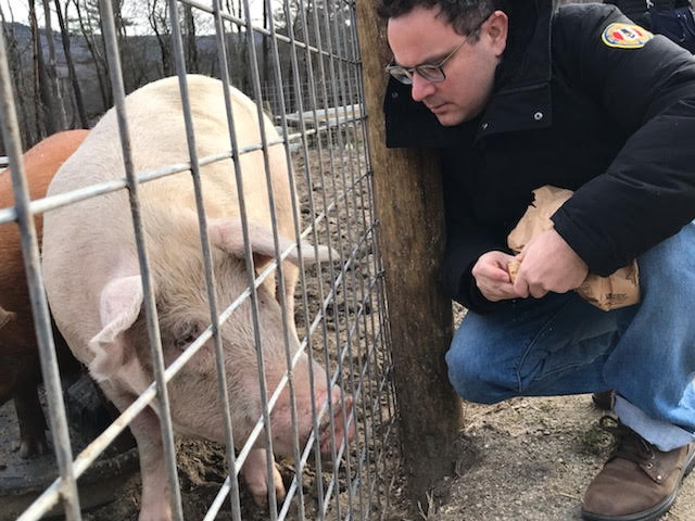 Eric Giroux consults a pig.